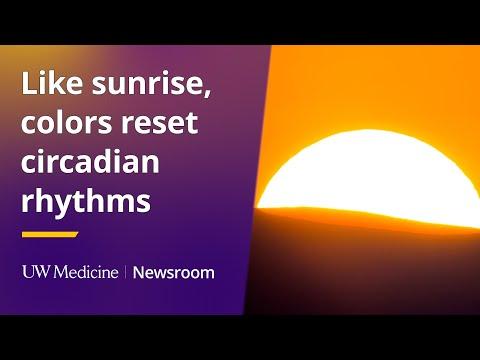 This is the image for Like sunrise, colors rest circadian rhythms video